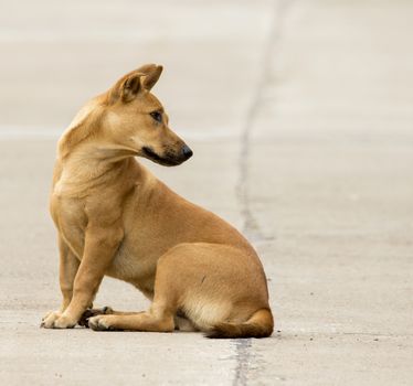 Image of a brown dog on street.