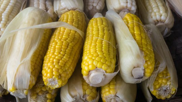 The group of delicious boiled sweet corn at the street market.
