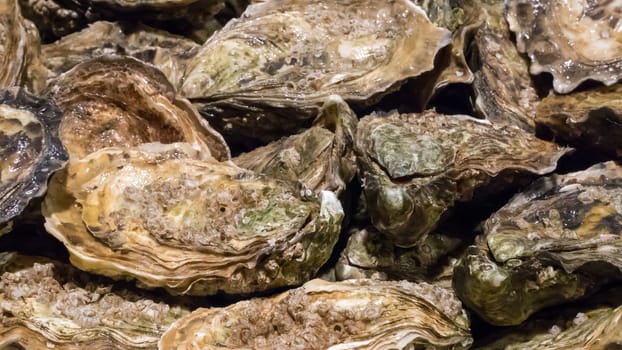 The group of fresh oysters at the fish market.