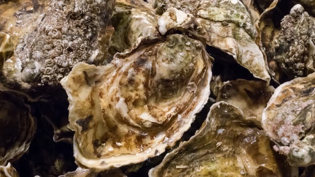 The group of fresh oysters at the fish market.