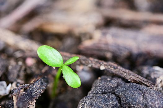 tree growing on soil. baby plant begins new life