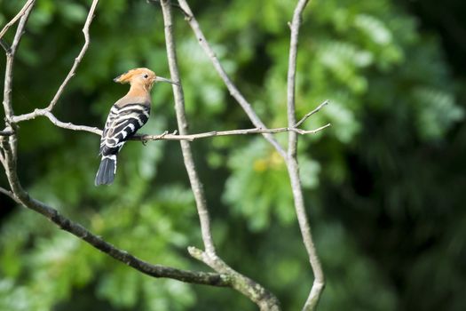 Image of hoopoe on nature background. Beautiful eurasian hoopoe stanind on the branch on green blur background
