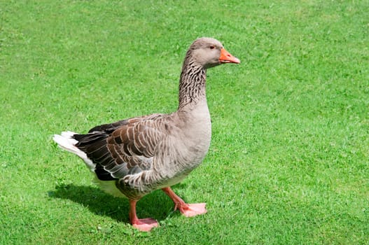 gray goose on green meadow