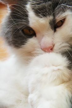 Cat of grey and white colours close-up photo.