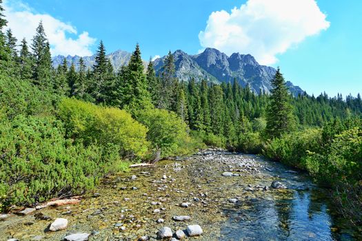 Nature of High Tatras mountain in Slovakia. Forest with stream in Tatra mountains.