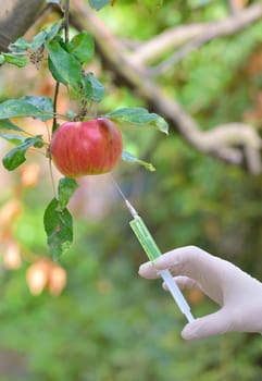 Injecting liquid to red apple using syringe in orchard