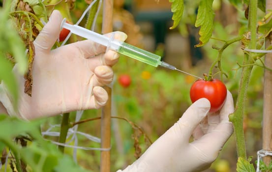 Injection into red tomato in greenhouse