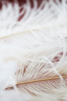 White feathers beautiful isolared background