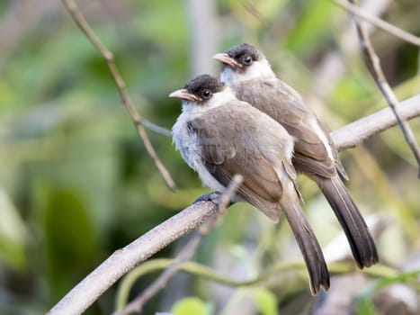 Image of two birds perched on the branch in the wild. Sooty headed bulbul.