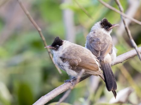 Image of two birds perched on the branch in the wild. Sooty headed bulbul.