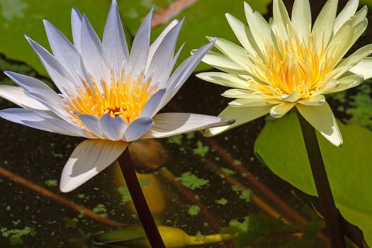 Two water lily sticking out of the water on a background of leaves.