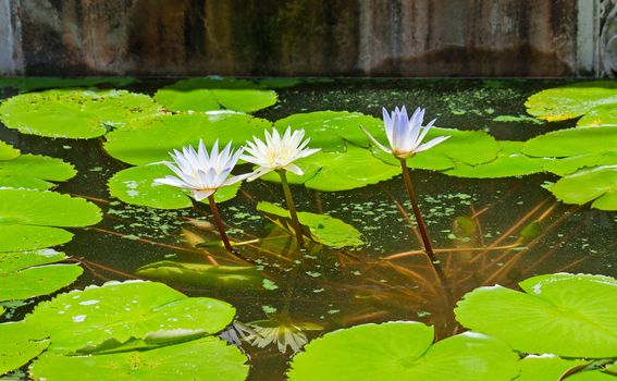 Three water lily sticking out of the water on a background of leaves.