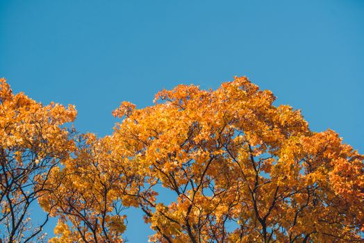 Autumn orange vivid mapple tree leaves with the blue sky background.