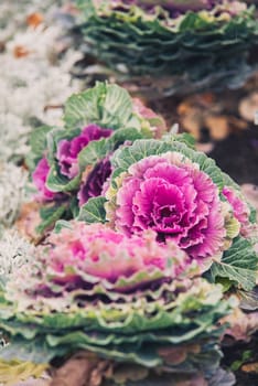 Bokeh background of purple decorative cabbage, ornamental plants.