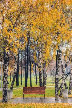 Autumn yellow tree birch grove among orange grass in the park with bench.