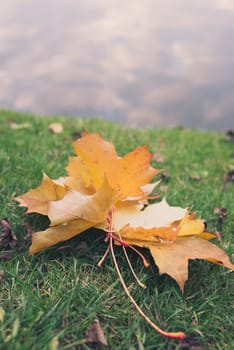 Group of Colorful autumn leaves laying on the grass via water background with copyspace for your text.