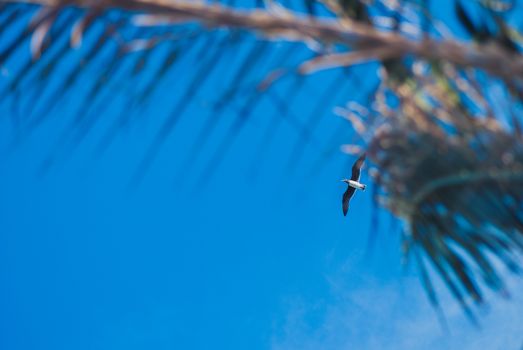 The blurred bokeh leaves of palm trees and flying seagull in the blue sky background.