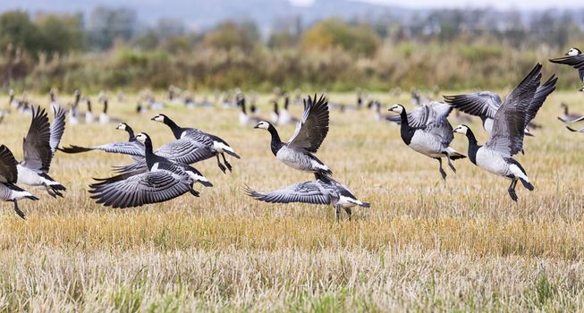 Flock of Canada Geese Flying over farm field.