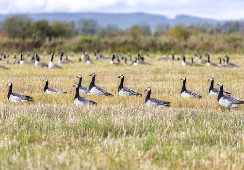 Flock of Canada Geese in farm field.