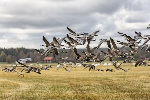 Flock of Canada Geese Flying over farm field.