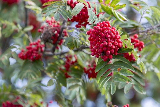 Rowan Fruit in Tree Close up.