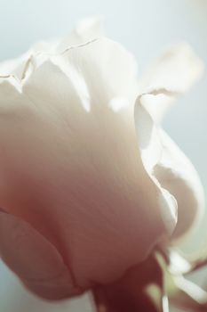 White rose background close up