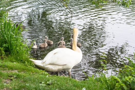 White swan with Cygnets swimming on a pond.