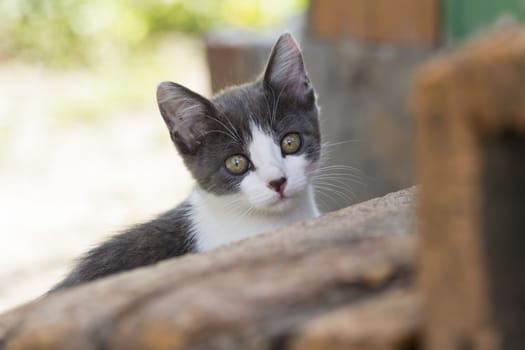 Charming grey-white kitten sitting on the street summer day