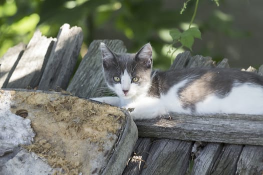 Charming grey-white kitten lying on the fence summer day