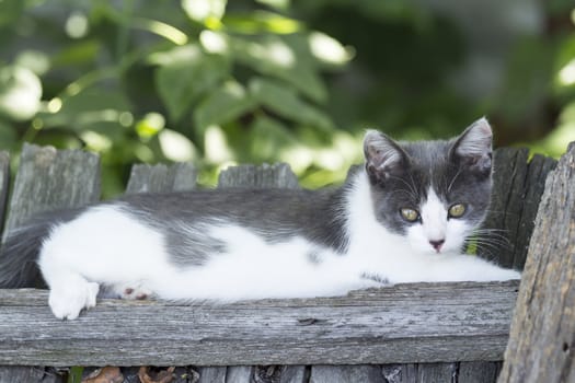 Charming grey-white kitten lying on the fence summer day