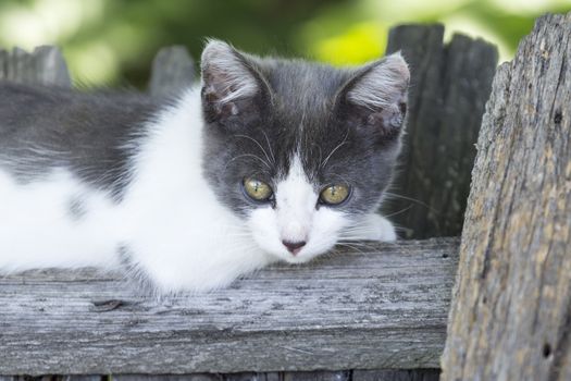 Charming grey-white kitten lying on the fence summer day