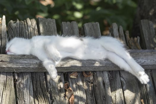 Charming white kitten with elongated feet sleeps on the fence
