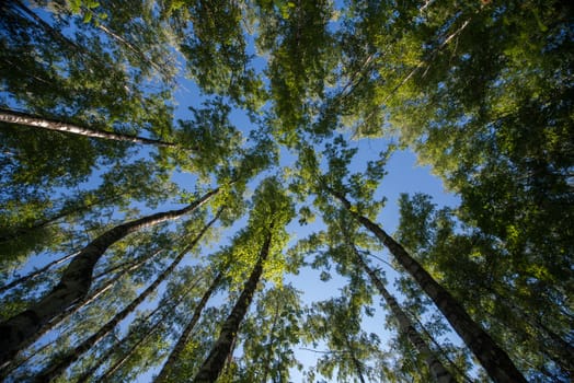 Looking up in Forest - Green Tree branches nature abstract background