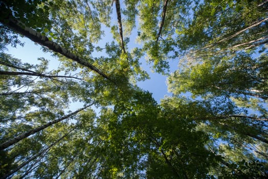 Looking up in Forest - Green Tree branches nature abstract background