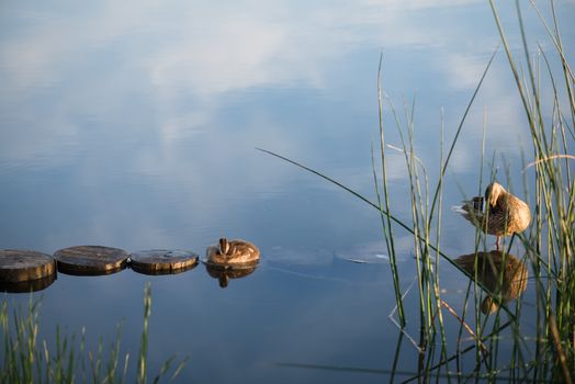 Duck and duckling in the morning autumn Lake.