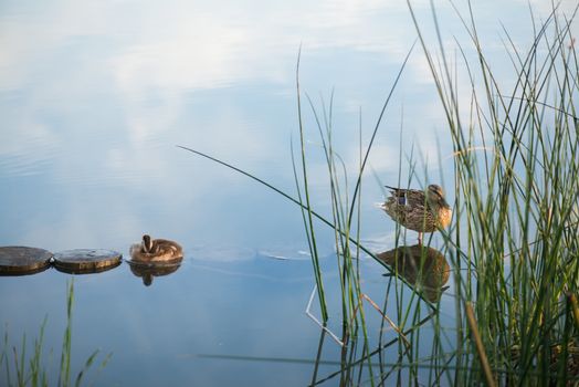 Duck and duckling in the morning autumn Lake.