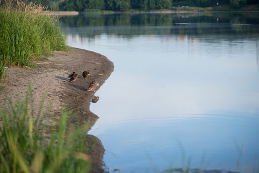 Duck and duckling in the morning autumn Lake.