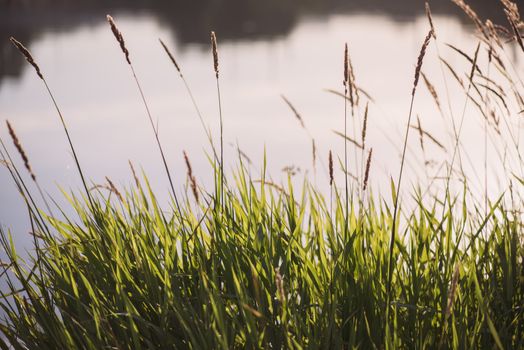 grass sedge on the background of the autumn Lake with copyspace.