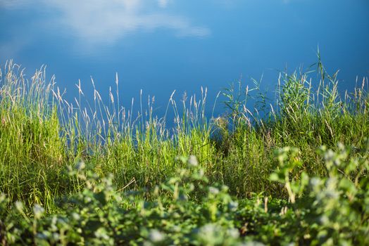 grass sedge on the background of the autumn Lake with copyspace.