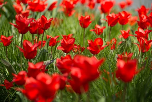 Group of red tulips in the park. Spring landscape.