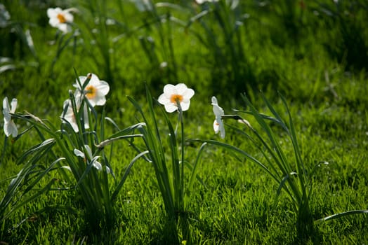 daffodils flowers on the grass lawn. Sunny day.