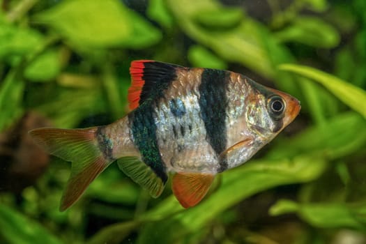 Portrait of freshwater barb fish (Puntius tetrazona) in aquarium