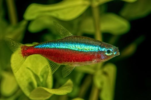 Portrait of freshwater neon tetra fish (Paracheirodon axelrodi) in aquarium