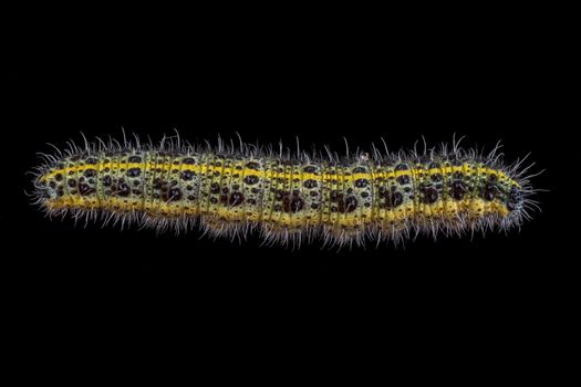 Colored caterpillar isolated on a black background