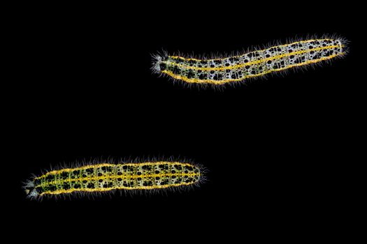 Colored caterpillar isolated on a black background