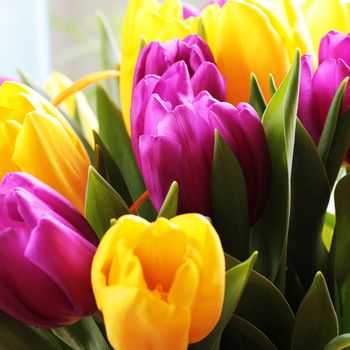 Wonderful tulip bouquet bright closeup macro photo