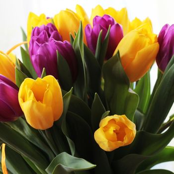 Wonderful tulip bouquet bright closeup macro photo