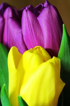 Wonderful tulip bouquet bright closeup macro photo