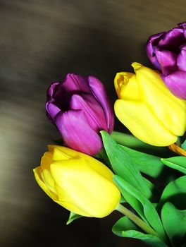 Wonderful tulip bouquet bright closeup macro photo