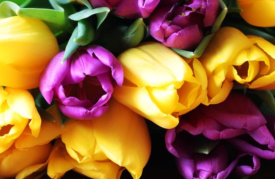 Wonderful tulip bouquet bright closeup macro photo